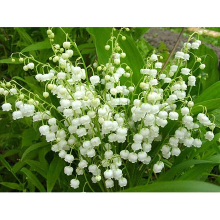 Bouquet de muguet | Kit broderie - Fleur Fleur et plante Produit