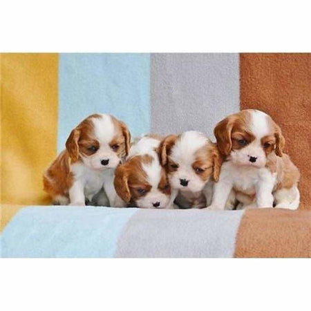 Coucou les loustik - modèle M002 | Tableau de diamant - Animaux Chien Produit