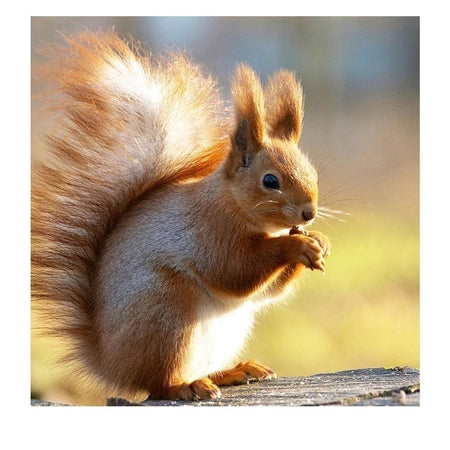 Furtif petit écureuil | Broderie diamant kit complet - Animaux Autres animaux Produit