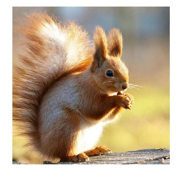 Furtif petit écureuil | Broderie diamant kit complet - Animaux Autres animaux Produit