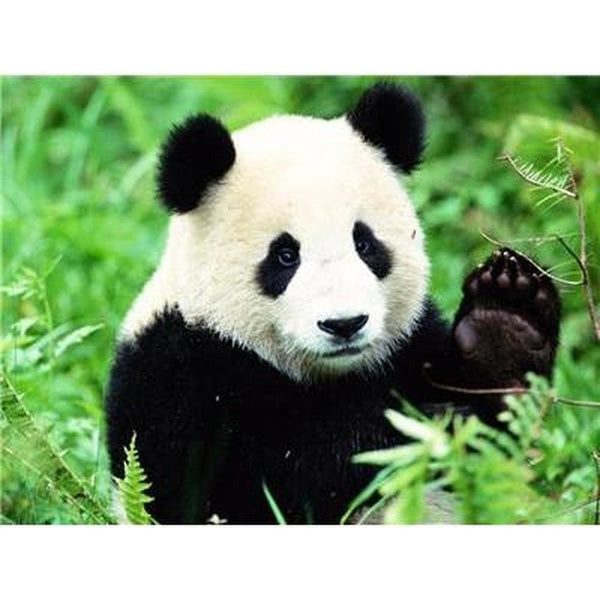 Le panda dans tout ses états - modèle M001 | Toile diamant - Animaux Panda Produit