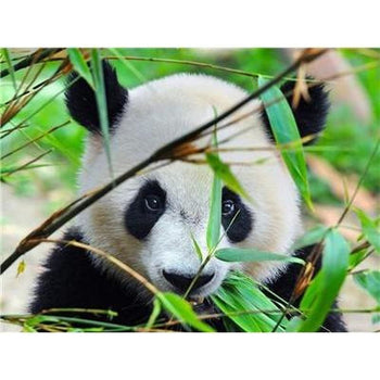 Le panda dans tout ses états - modèle M002 | Tableau diamant - Animaux Panda Produit