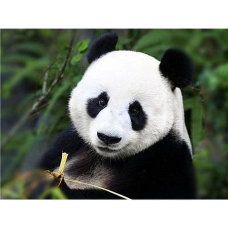 Le panda dans tout ses états - modèle M003 | Peinture diamant - Animaux Panda Produit