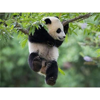 Le panda dans tout ses états - modèle M004 | Broderie de diamant - Animaux Panda Produit