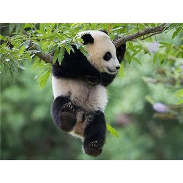 Le panda dans tout ses états - modèle M004 | Broderie de diamant - Animaux Panda Produit