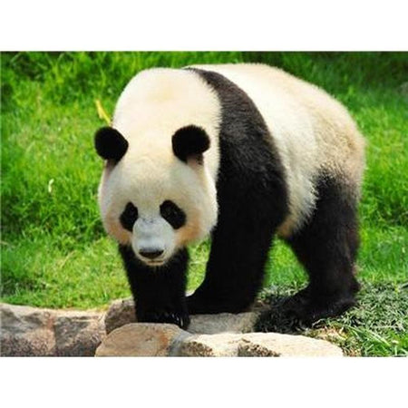 Le panda dans tout ses états - modèle M006 | Toile de diamant - Animaux Panda Produit