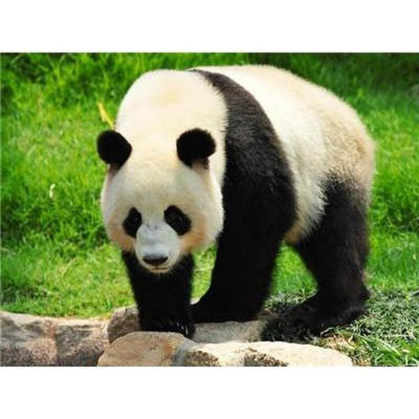 Le panda dans tout ses états - modèle M006 | Toile de diamant - Animaux Panda Produit