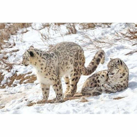 Léopard dans la neige - modèle M003 | Diamond painting grand format - Animaux Léopard Produit