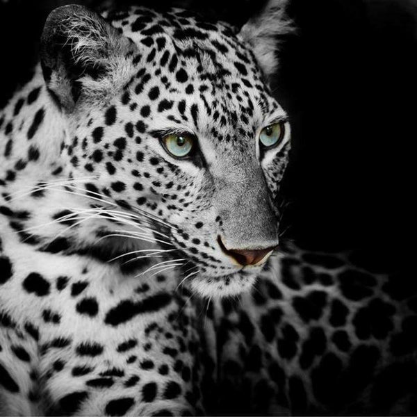 Léopard sur fond noir - modèle M001 | Broderie diamant kit - Animaux Léopard Produit