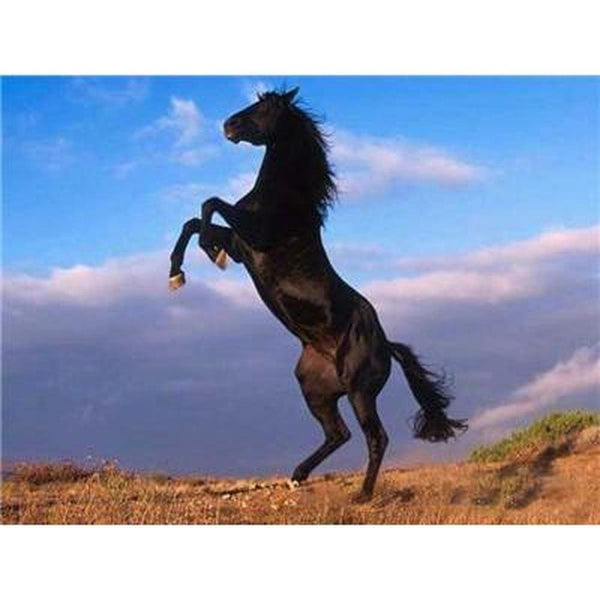 Les chevaux de la liberté - modèle M002 | Broderie diamant kit - Animaux Cheval Produit