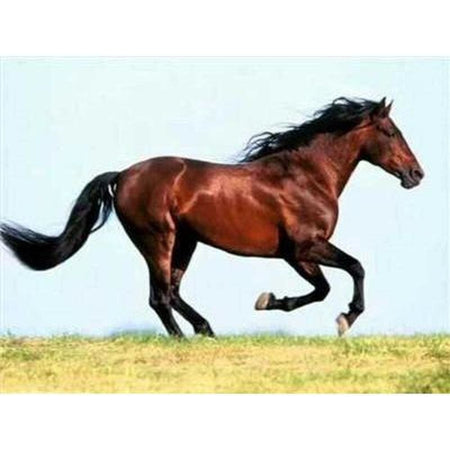 Les chevaux de la liberté - modèle M007 | Broderie diamant - Animaux Cheval Produit