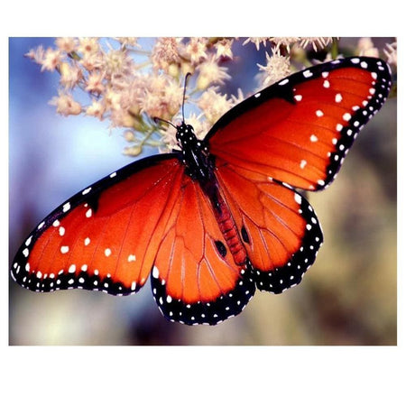 Papillon orangé à point blanc | Diamond painting kit - Animaux Papillon Produit
