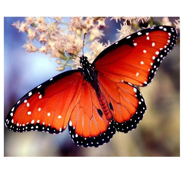 Papillon orangé à point blanc | Diamond painting kit - Animaux Papillon Produit