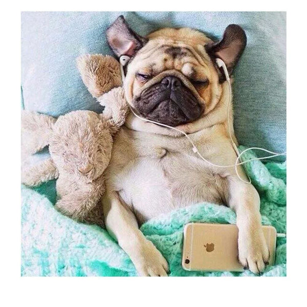 Pépère le chien et son Iphone | Peinture diamant - Animaux Chien Produit