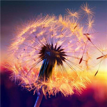 Pissenlits admirant le couché de soleil - modèle M001 | Kit de broderie de diamant - Fleur Fleur et plante Paysage Produit À la mer