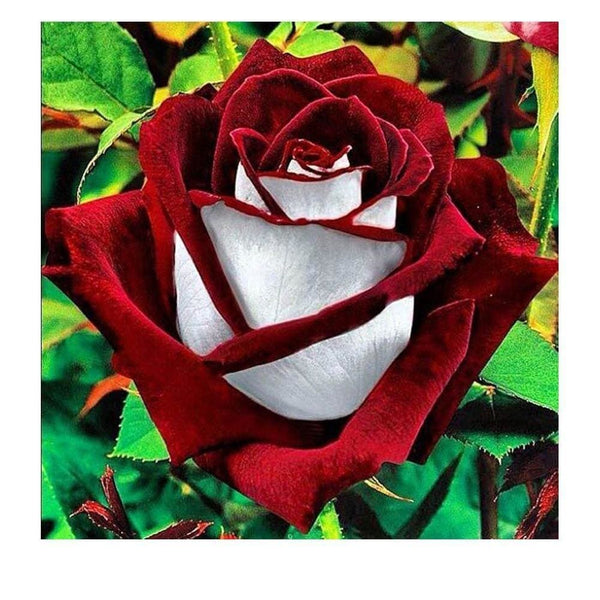 Rose au coeur blanc | Tableau diamant - Fleur Fleur et plante Produit