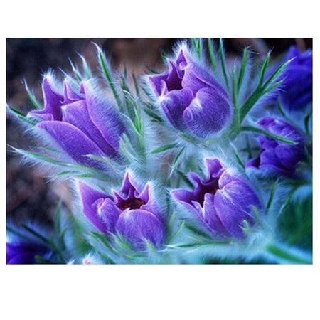 Anémone pulsatille | Tableau de diamant - Fleur Fleur et plante Produit