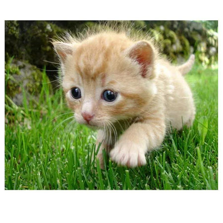 Bébé chat dans lherbe | Diamond Painting - Animaux Chat Produit