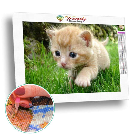 Bébé chat dans lherbe | Diamond Painting - Animaux Chat Produit