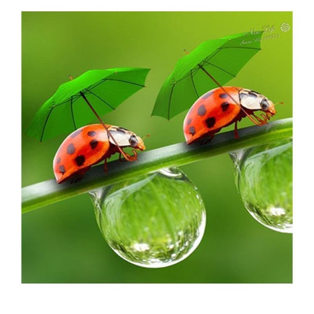Coccinelles parapluies | Caneva diamant - Animaux Autres animaux Produit