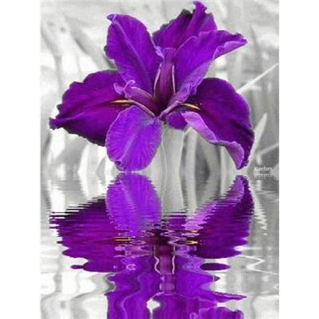 Fleur goutte deau avec son reflet - modèle M003 | Peinture diamant - Fleur Fleur et plante Produit