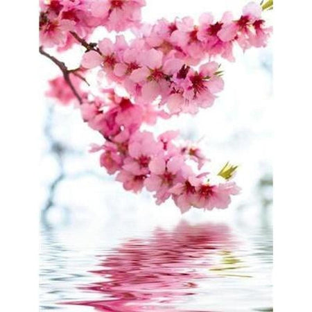 Fleur goutte deau avec son reflet - modèle M005 | Diamond painting complet - Fleur Fleur et plante Produit