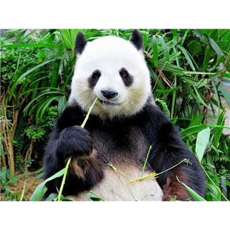 Le panda dans tout ses états - modèle M005 | Diamond painting complet - Animaux Panda Produit