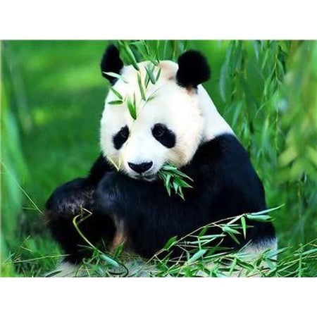 Le panda dans tout ses états - modèle M007 | Tableau de diamant - Animaux Panda Produit