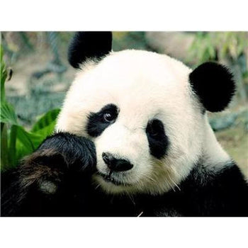 Le panda dans tout ses états - modèle M008 | Diamond painting grand format - Animaux Panda Produit