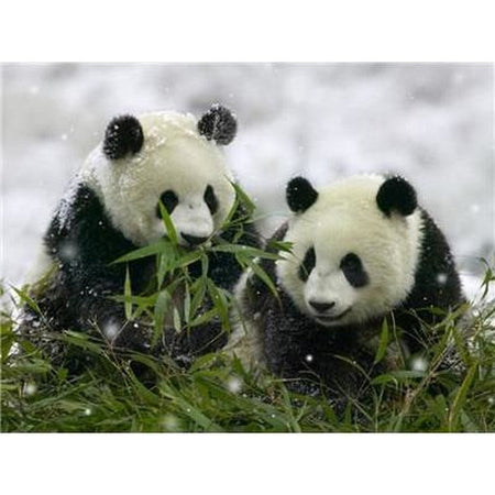 Le panda dans tout ses états - modèle M009 | Diamond Painting - Animaux Panda Produit