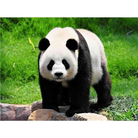 Le panda dans tout ses états - modèle M011 | Broderie diamant kit complet - Animaux Panda Produit