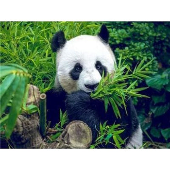 Le panda dans tout ses états - modèle M012 | Broderie diamant complet - Animaux Panda Produit
