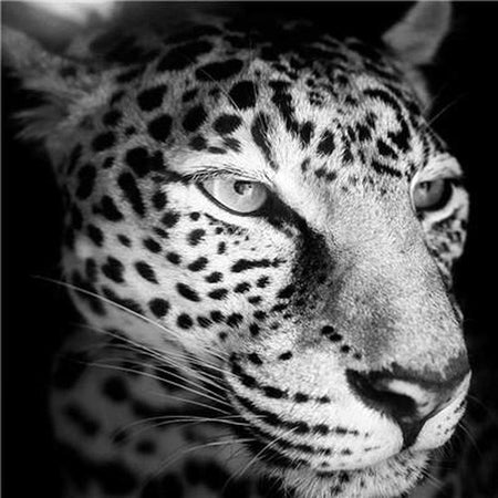 Léopard sur fond noir - modèle M002 | Broderie diamant toile entière - Animaux Léopard Produit