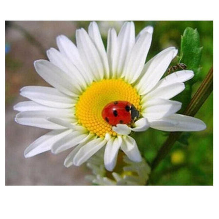 Marguerite et sa petite coccinelle | Tableau de diamant - Fleur Fleur et plante Produit