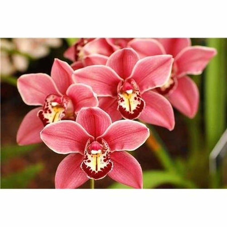 Orchidées rose orangé - modèle M001 | Peinture diamant - Fleur Fleur et plante Produit