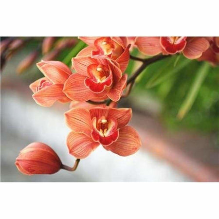 Orchidées rose orangé - modèle M002 | Broderie de diamant - Fleur Fleur et plante Produit