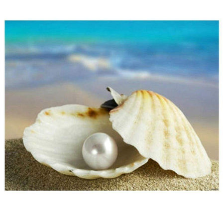 Perle de st jacques | Toile de diamant - Produit