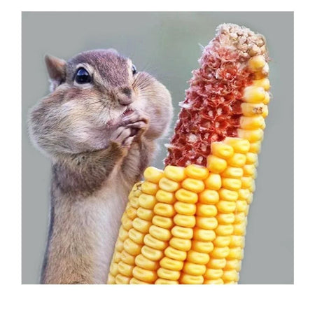 Petit écureuil gourmand | Broderie diamant toile entière - Animaux Autres animaux Produit