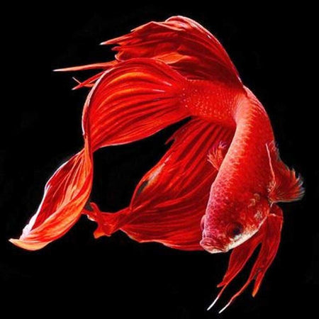 Poissons chinois - modèle M001 | Kit broderie diamant - Animaux Poisson Produit