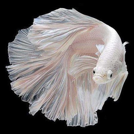 Poissons chinois - modèle M002 | Broderie diamant kit complet - Animaux Poisson Produit