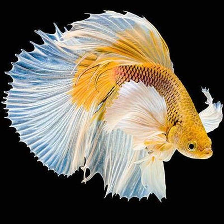 Poissons chinois - modèle M003 | Broderie diamant complet - Animaux Poisson Produit