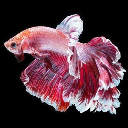 Poissons chinois - modèle M004 | Kit de broderie de diamant - Animaux Poisson Produit