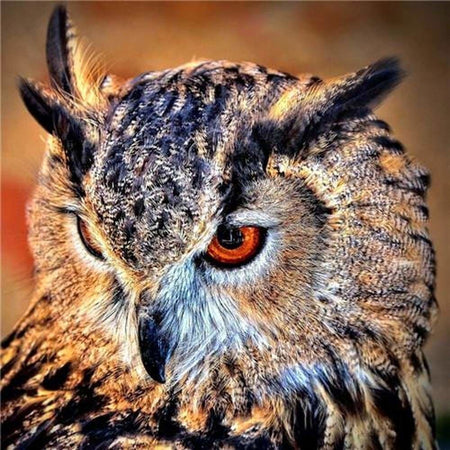 Regard de hibou - modèle M002 | Kit de broderie de diamant - Animaux Oiseau Produit