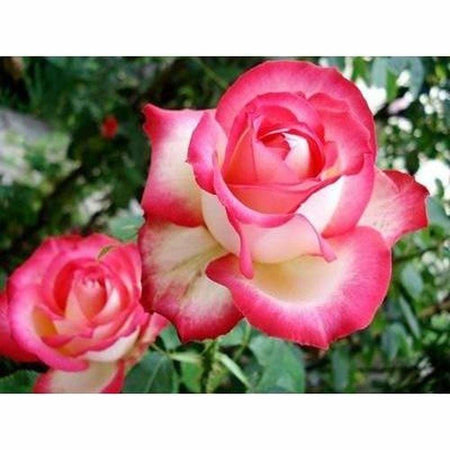 Rose blanche bi-ton - modèle M001 | Broderie diamant toile entière - Fleur Fleur et plante Produit