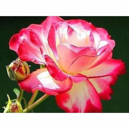 Rose blanche bi-ton - modèle M002 | Broderie point de diamant - Fleur Fleur et plante Produit