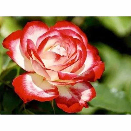 Rose blanche bi-ton - modèle M003 | Kit broderie - Fleur Fleur et plante Produit