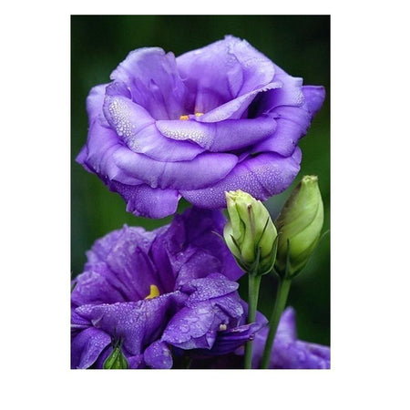 Rose bleuté | Diamond painting complet - Fleur Fleur et plante Produit